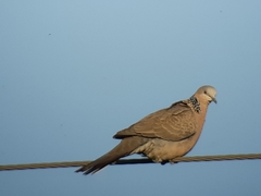 Streptopelia chinensis