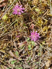 Trifolium resupinatum image