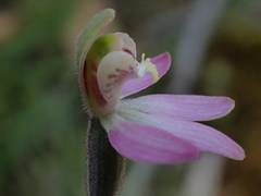 Caladenia prolata