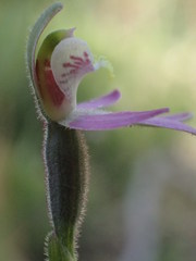 Caladenia prolata