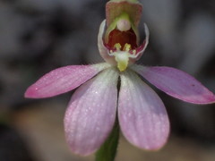 Caladenia prolata