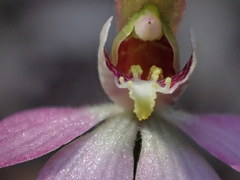Caladenia prolata