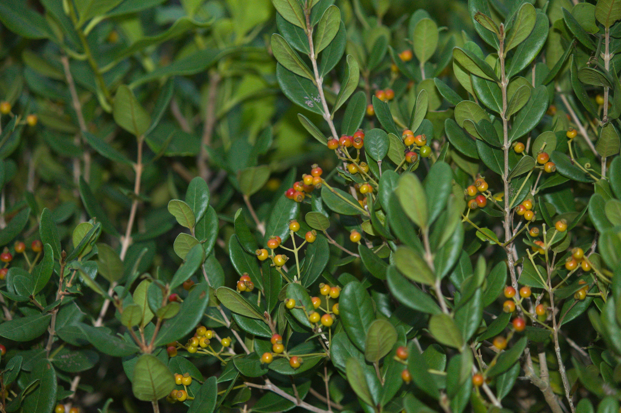 Myrcia palustris