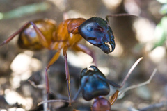 Camponotus semitestaceus