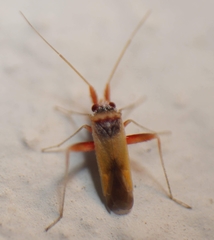 Nasocoris lautereri