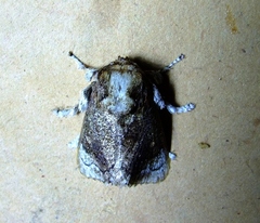 Mecytha fasciata