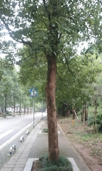 Magnoliopsida