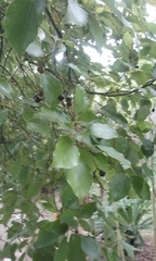 Magnoliopsida