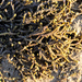 Sargassum rasta - Photo (c) dorisreef, algunos derechos reservados (CC BY-NC)