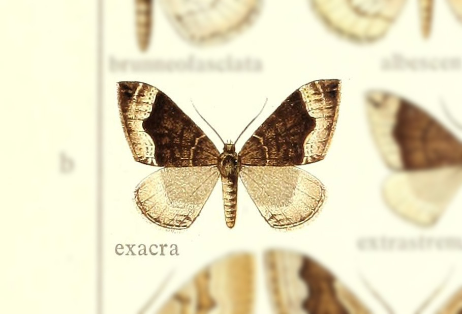 Xenortholitha exacra