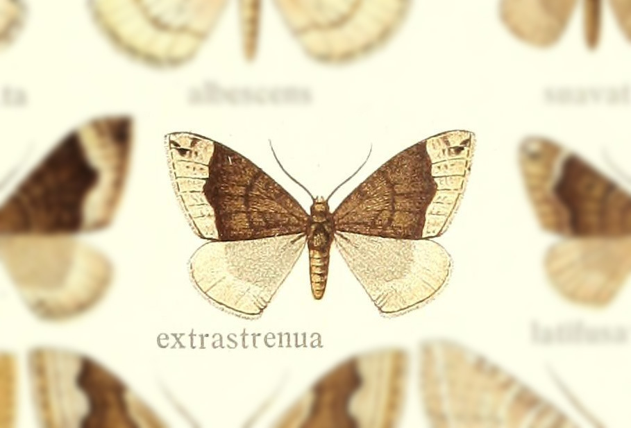 Xenortholitha extrastrenua