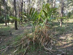 Hedychium gardnerianum