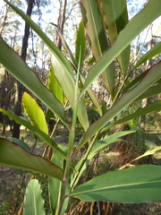 Hedychium gardnerianum