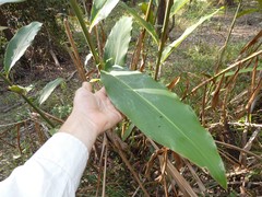 Hedychium gardnerianum