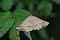 Systatica xanthastis