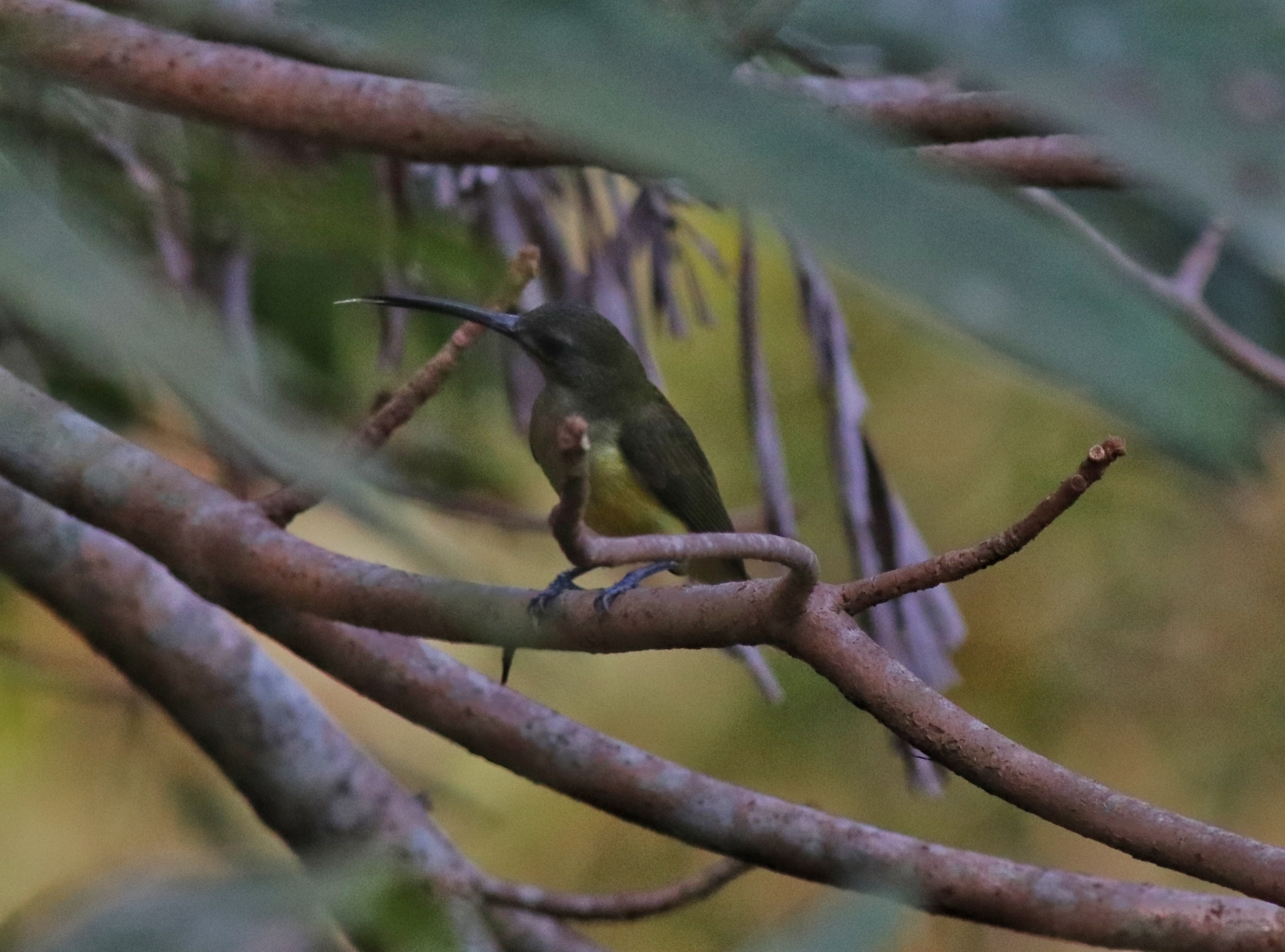 Little Spiderhunter (Arachnothera longirostra)