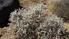 Eriocephalus spinescens