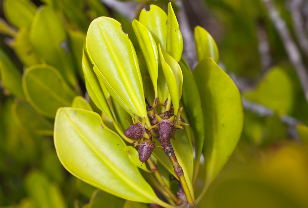 smooth-fruited yellow mangrove from Cairns QLD, Australia on April 26 ...