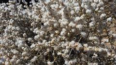 Eriocephalus spinescens