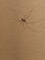 Pholcidae