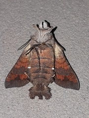 Macroglossum pyrrhosticta