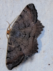 Macaria distribuaria