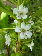 Myoporum aff insulare × laetum
