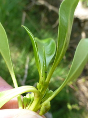 Myoporum aff insulare × laetum
