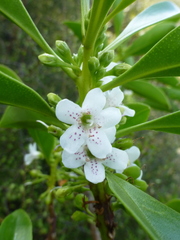 Myoporum aff insulare × laetum