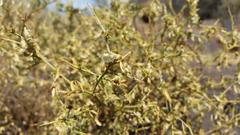 Melolobium canescens