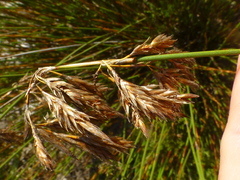 Thamnochortus punctatus
