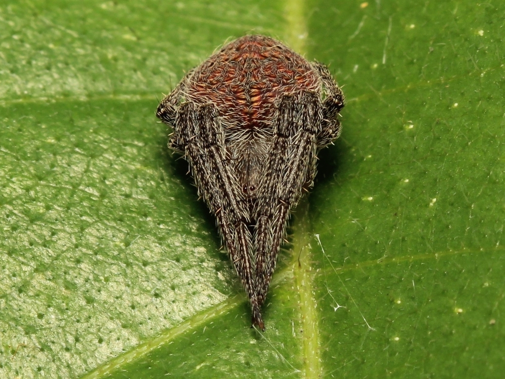 Spotted Orbweavers from Babakan, Kec. Dramaga, Kabupaten Bogor, Jawa ...