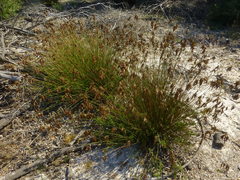 Thamnochortus punctatus