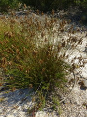 Thamnochortus punctatus