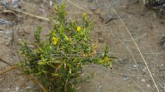 Melolobium canescens