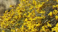 Lasiosiphon polycephalus