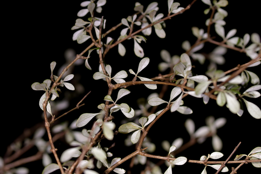 olearia-virgata-from-wainuiomata-lower-hutt-new-zealand-on-april-24