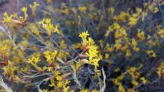 Lasiosiphon polycephalus