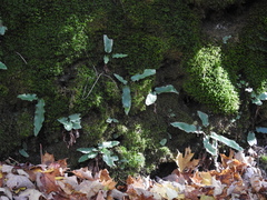 Asplenium scolopendrium americanum
