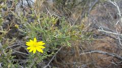 Osteospermum spinescens