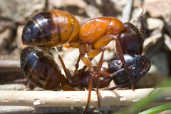 Camponotus semitestaceus