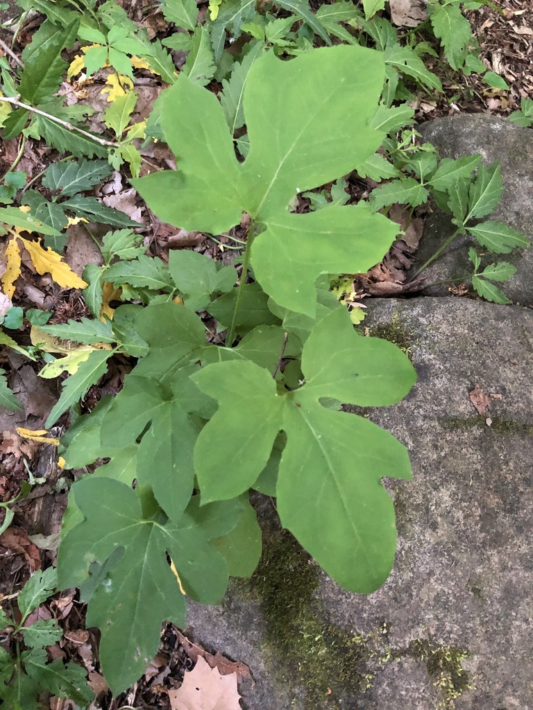 tall rattlesnake root from Chattanooga, TN, US on April 25, 2023 at 07