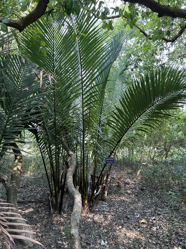 Mangrove Palm
