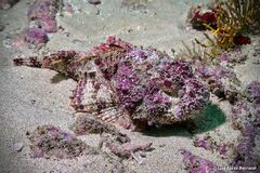 Senegalese Rockfish photo 2