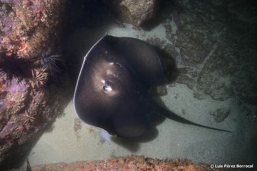 Round fantail stingray (Taeniura grabata) — Dasyatidae — 5
