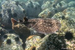 Rosette Torpedo photo 2