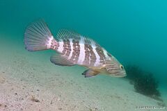White Grouper photo 4