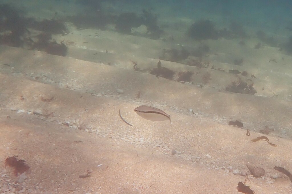 Western Butterfish from Rockingham, WA, Australia on April 16, 2023 at
