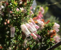 Erica glomiflora