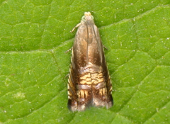 Grapholita angleseana